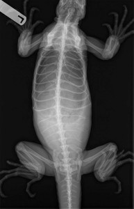 X-ray of Zeke with her eggs