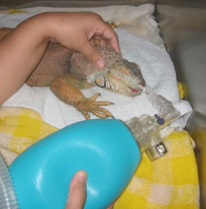 IggieOVH-ambubag Intubated iggie get oxygen from an ambubag