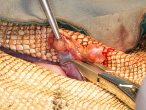 IggieOVH-hemoclip Using hemoclips to clamp blood supply to the ovary