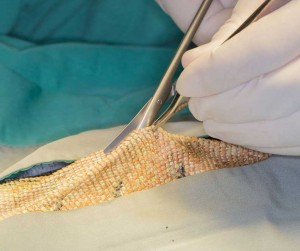 Extending the incision with scissors