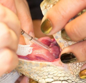 IggieOVH-intubate Placing the breathing tube into Zeke's trachea