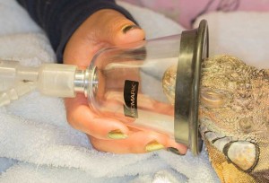 IggieOVH-masking Anesthetic mask over Zeke's face