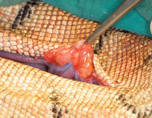 IggieOVH-ovary Exteriorizing the ovaries