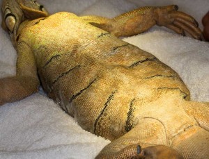 IggieOVH-scrub Zeke under general anesthesia and ready to be draped for surgery