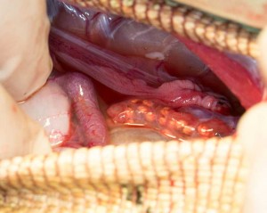 Spleen, stomach, and oviduct in the cavity opening