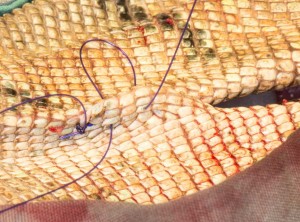 IggieOVH-suture Suturing incision in the abdomen