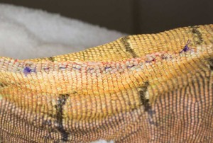 Final appearance of sutured skin showing everted edges