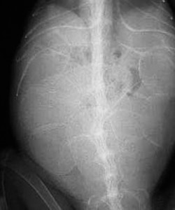 X-ray of an iggie with eggs in the coelomic cavity