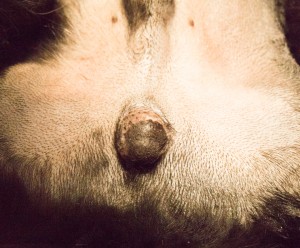 Surgery-NeuterMonorchid