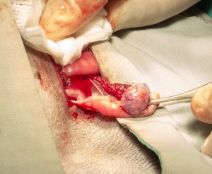 Surgery-NeuterMonorchid-3