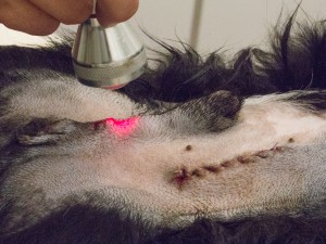 Surgery-NeuterMonorchid-5