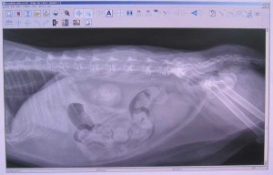 If an animal needs an x-ray as part of its emergency care, onsite x-rays are available for your pet or exotic pet.