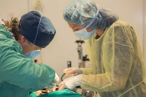 Surgery-Surgeons