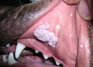 Mouth tumor