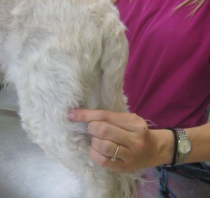 Dog popliteal lymph node palpation