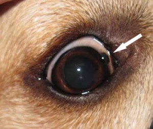 A tumor in a dog's eye