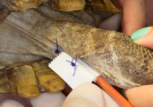 Feeding tube sutured to the neck