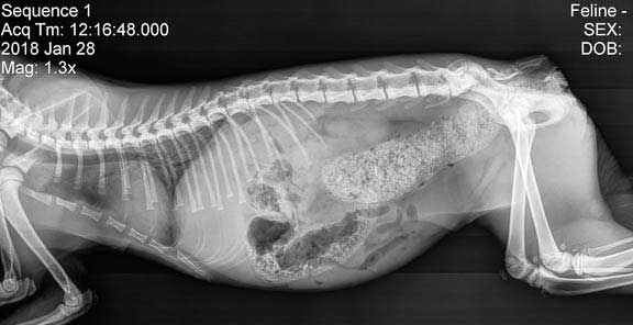 Abdominal X-ray of constipated cat