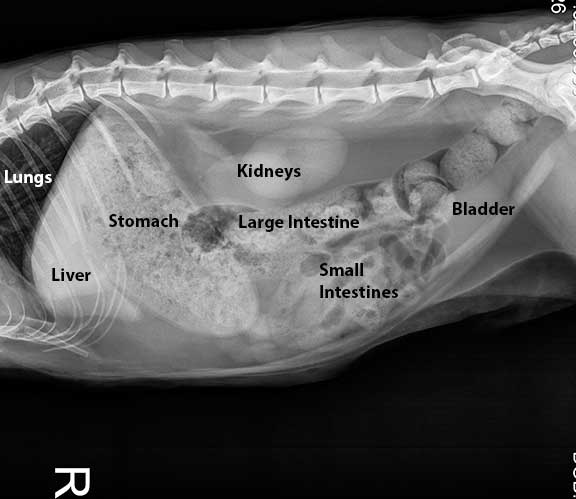 Labeled Xray of a Dog Abdomen Showing the Structures