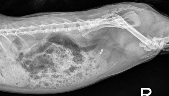 Two bladder stones in a guinea pig