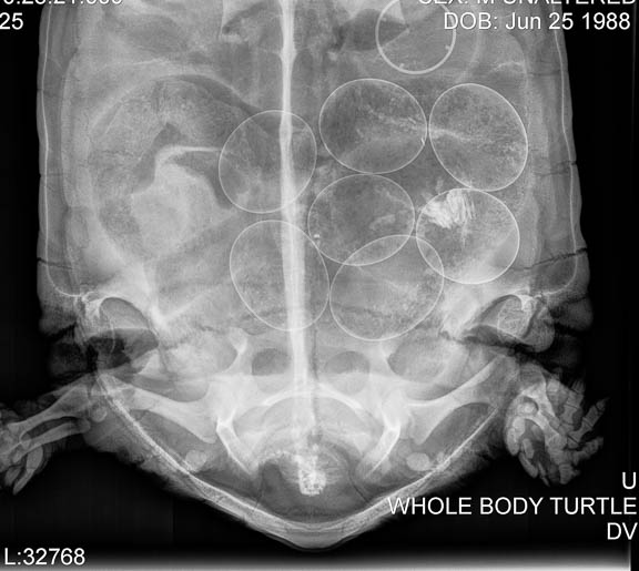 Tortoise-egg-X-ray.jpg