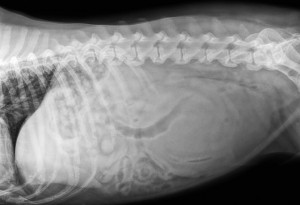 Abnormal dog abdominal radiograph