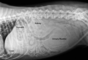 Labeled abnormal dog abdominal radiograph