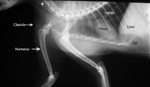 Cat chest X-ray