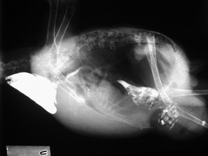 What barium looks like in a bird x-ray of the crop and intestines