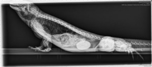 X-ray of a chuckwalla with a bladder stone