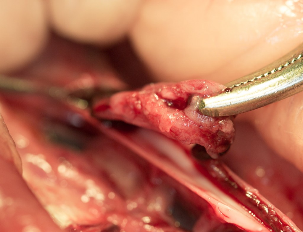 Removing clot in artery to the rear legs