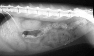 Lateral Abdominal Xray Of A Cat Where You Can See All Of The Internal Organs