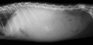 Lateral Abdominal Xray Of A Cat With A Fluid Filled Abdomen