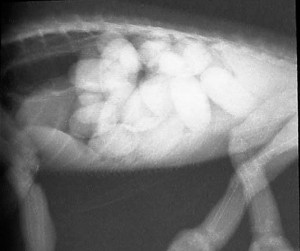 X-ray of eggs in a chameleon