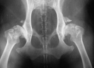 Radiographs-HipDysplasia
