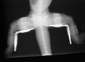 X-ray of rear legs splint in an iguana