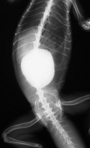 X-ray of bladder stones in an iguana