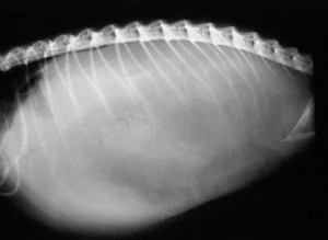 X-ray of monitor lizard filled with fluid