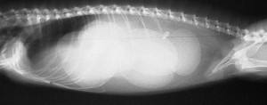 X-ray of eggs in a water dragon