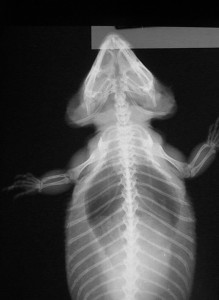 X-ray of a bearded dragon