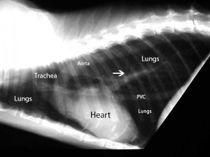 Radiology-FelineThoraxLateralLabeled