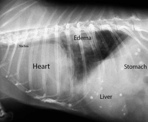 Radiology-K9CardiomegalyEdemaLabeled