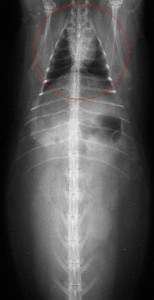 X-ray showing small size of rabbit chest