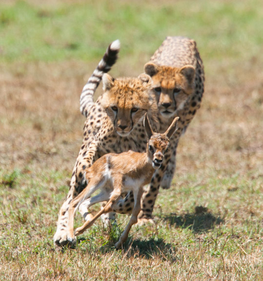 Yearling Cheetah Hunting a Gazelle