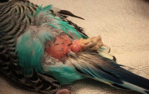 Anesthetized bird showing growth at cloaca