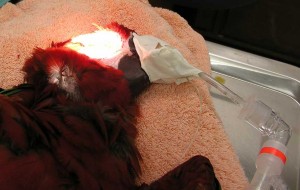 Anesthetized macaw ready for surgery