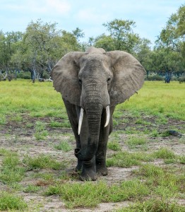 African elephant in the Selous Tanzania