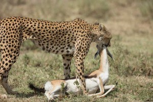 Tanzania2015-CheetahHunting1