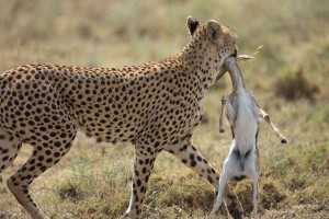 Tanzania2015-CheetahHunting2