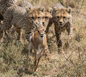 Tanzania2015-CheetahHunting4